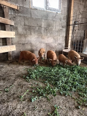 vand purcei mangalița de 8 săptămâni 