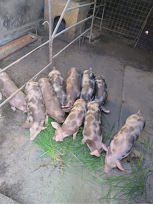 Vând purcei Petrean Belgian   masculi, 7 săptămâni - imagine 3