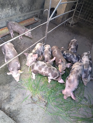 Vând purcei Petrean Belgian   masculi, 7 săptămâni - imagine 4