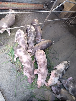 Vând purcei Petrean Belgian   masculi, 7 săptămâni - imagine 2