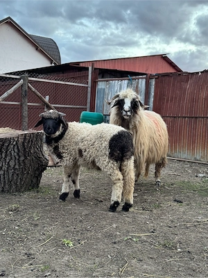 Oaie cu mieluta de vanzare - imagine 2