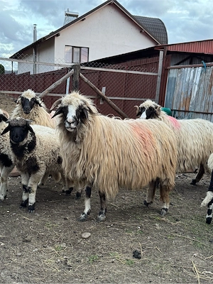 Oaie cu mieluta de vanzare - imagine 3