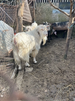 vand capre si țap 90kg+