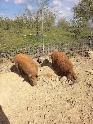 vand vieruț de mangalița de 5 luni 