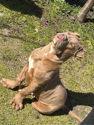 amstaff rasa pura 