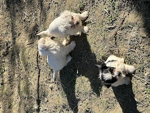 Cățeluși bichon de vanzare 