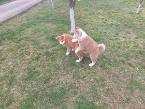 Vând pui Akita Inu - imagine 5