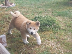 Vând pui Akita Inu - imagine 3