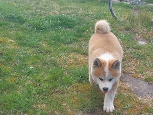 Vând pui Akita Inu - imagine 2