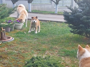 Vând pui Akita Inu - imagine 4