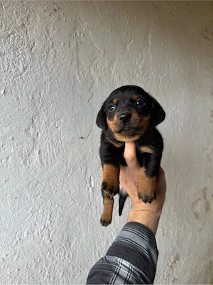 mascul teckel negru cu pete de foc