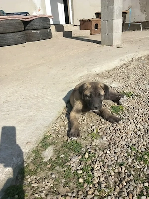 Cățel original kangal 