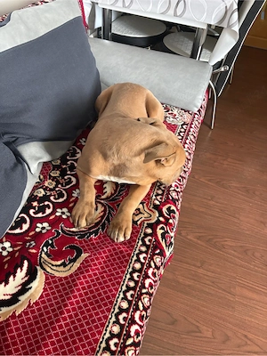 catel american bully - imagine 4