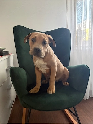 catel american bully - imagine 2