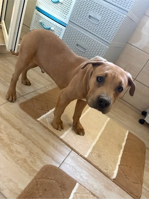 catel american bully - imagine 3