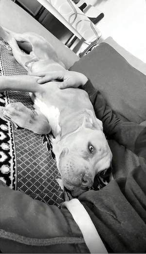 catel american bully - imagine 5