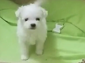 Bichon Maltez de vanzare 