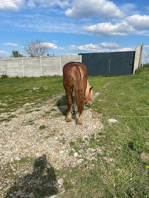 vand iapa buna de tras  - imagine 4