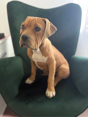 Catelusa american bully 