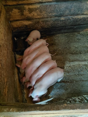 Vând purcei  - imagine 2