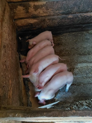 Vând purcei  - imagine 3