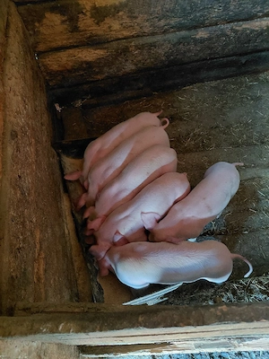 Vând purcei  - imagine 5