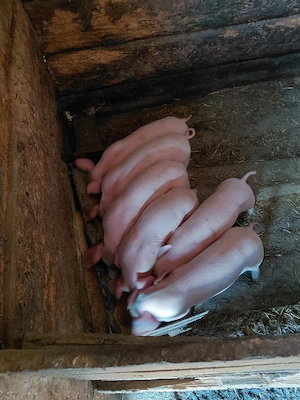 Vând purcei  - imagine 4