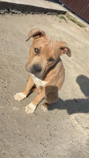 catelusa american bully  - imagine 3