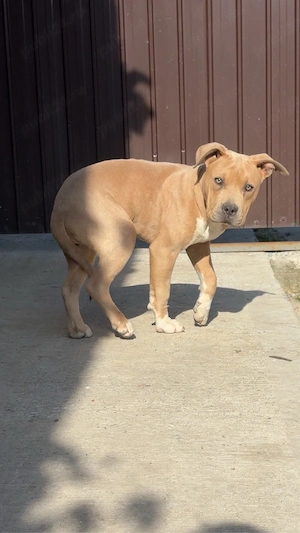 catelusa american bully  - imagine 2