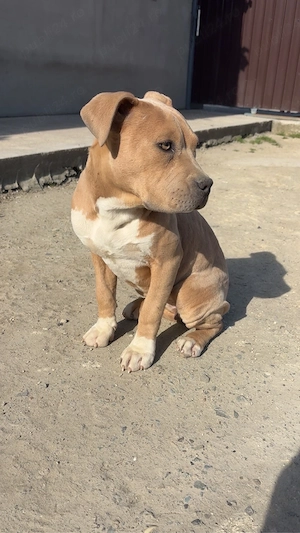 catelusa american bully  - imagine 5