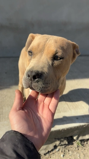catelusa american bully 