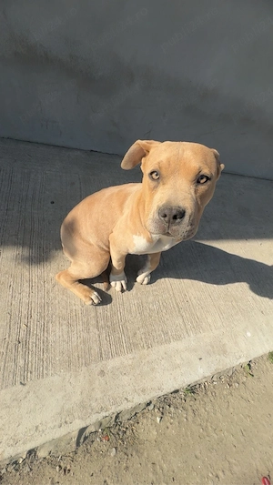 catelusa american bully  - imagine 4