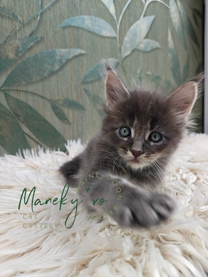 Pui pisica rasa  Maine Coon