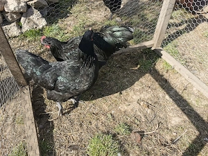 familii rasele australorp si marans - imagine 4