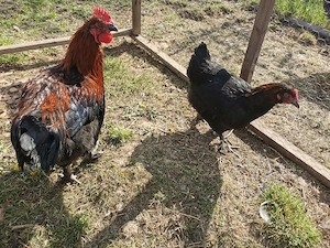 familii rasele australorp si marans - imagine 3