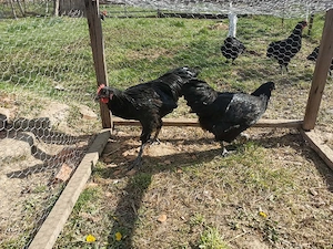 familii rasele australorp si marans