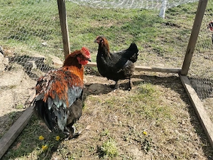 familii rasele australorp si marans - imagine 5
