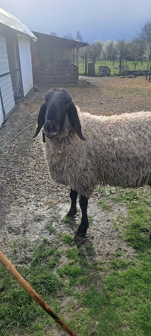 vând berbec carabaș - imagine 3