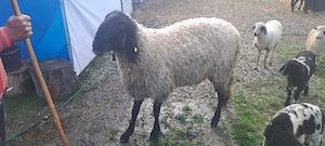 vând berbec carabaș - imagine 2