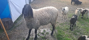 vând berbec carabaș