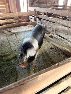 scroafa de vanzare  - imagine 2