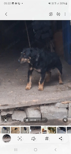 Vand jag terier foarte bun are un an jumate mai multe detali la tel - imagine 4