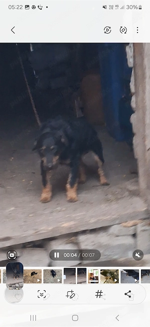 Vand jag terier foarte bun are un an jumate mai multe detali la tel