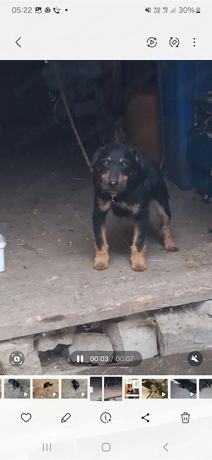 Vand jag terier foarte bun are un an jumate mai multe detali la tel - imagine 2