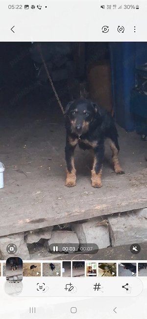 Vand jag terier foarte bun are un an jumate mai multe detali la tel - imagine 3