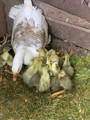 vand boboci de gasca rasa grea