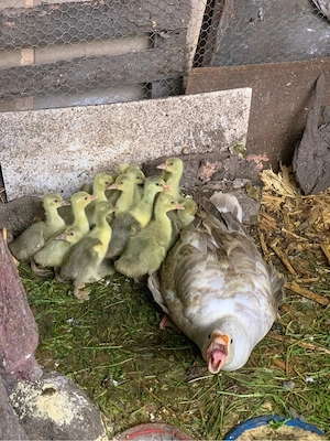 vand boboci de gasca rasa grea - imagine 2