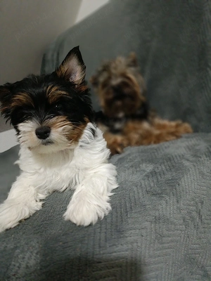 fetita Yorkshire biewer 