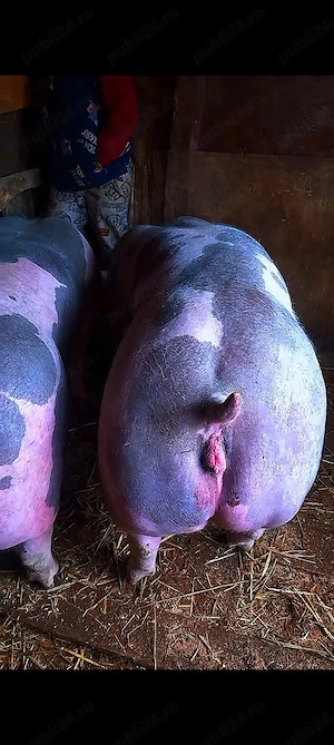 De vânzare 2 scrofite pietrain belgian pur 