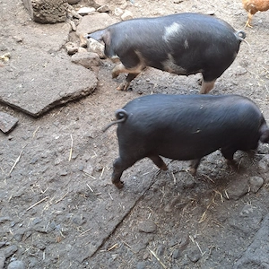 2 scrofițe de vânzare 